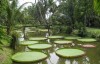 Phát hiện “ốc đảo xanh” có lá sen khổng lồ tuyệt đẹp giữa Sài Gòn