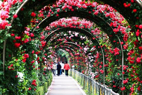 Lễ hội hoa hồng lớn nhất Việt Nam sẽ tổ chức ở Hà Nội